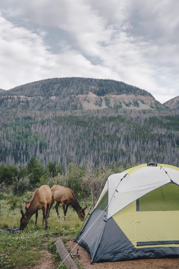 Comment ces campings contribuent-ils à la préservation de la nature ?